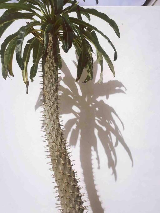 Vila Le Chacuel Joshua Tree Exteriér fotografie
